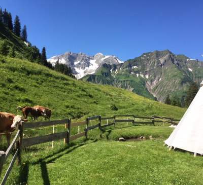 Die Kühe sind gern gesehene Zaungäste, © Aadla Walser-Chalets