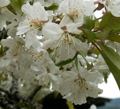 Kirschblüten Ferienhaus Koglegg