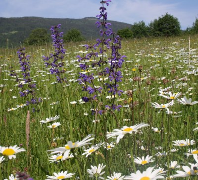 Blumenwiese Ferienhaus Koglegg