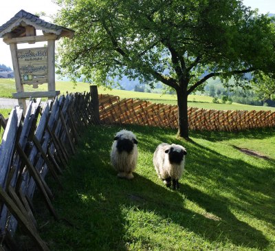 Walliser Schwarznasenschaf - Kopie