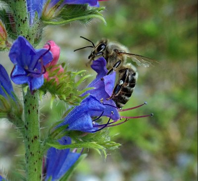 Honigbiene auf den Blüten des Natternkopf, © Ferienwohnungen Raczkowski
