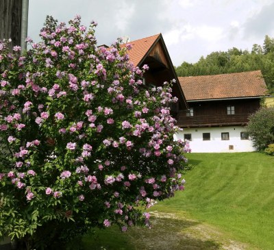 Blühender Hibiskus, © Ferienwohnungen Raczkowski