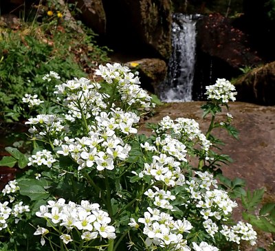 Wilde Brunnenkresse am Bach, © Ferienwohnungen Raczkowski