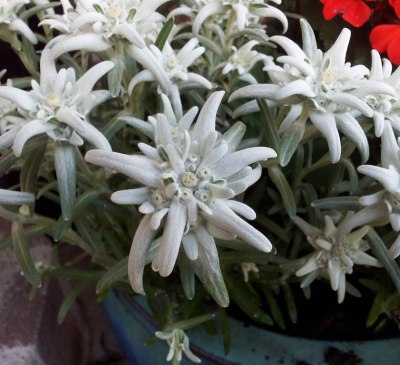 Edelweiss