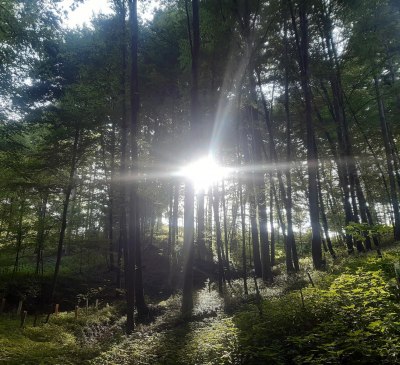 Waldspaziergang, © Silvia Pausch