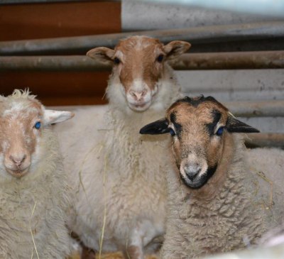 Unsere Schafe, © Wesenauerhof