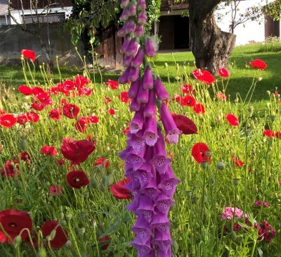 Mohnblumen Ferienhaus Koglegg