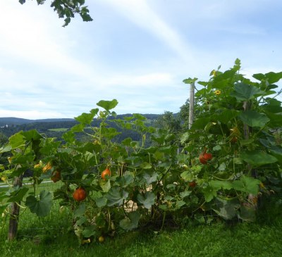 Garten Ferienhaus Koglegg