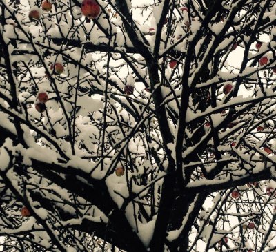 Äpfel im Schnee, Laune der Natur