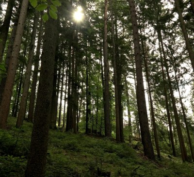 Im Wald, © Ferienwohnungen Raczkowski