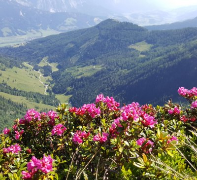 The alpine rose blossom