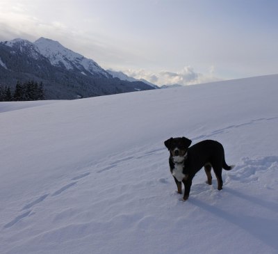 Unser Hund Luna auf der Gotthardhofalm