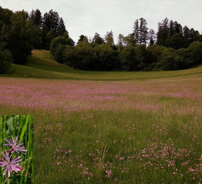 Ein rosa Meer von Blüten der Kuckuckslichtnelke, © Ferienwohnungen Raczkowski